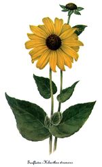 Helianthus_strumosus