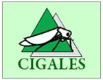 Club-cigales