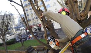 Image1_abattage_arbres_gambetta023_208-1