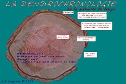 Dendrochronologie-coupe02
