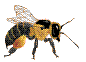 Honey24