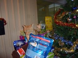 Noel-des-chats
