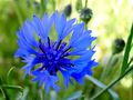 Bleuet3