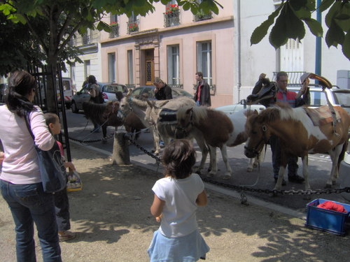 Préparation des poneys